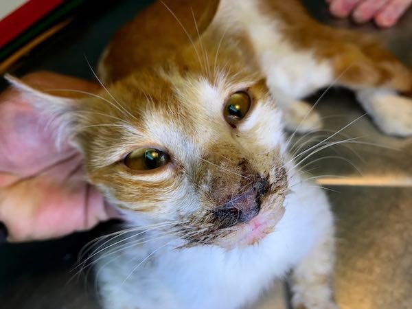 Meet The Incredibly Sweet Cat With FIV Who Found A Loving Home After